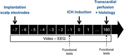 Seizures and Interictal Epileptiform Activity in the Rat Collagenase Model for Intracerebral Hemorrhage